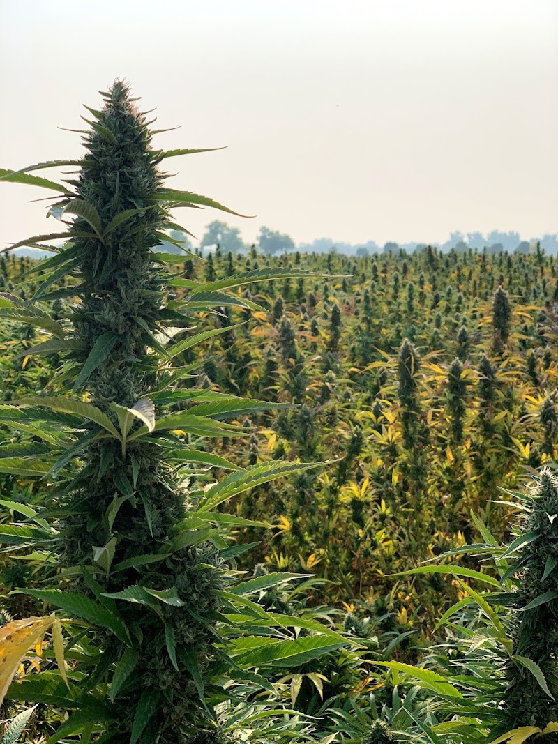 Western States Hemp — Hemp Business in Sparks, NV